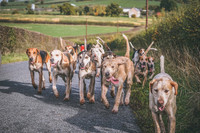 Visiting Hounds