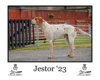 Jestor