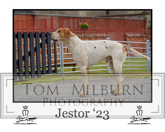 Jestor