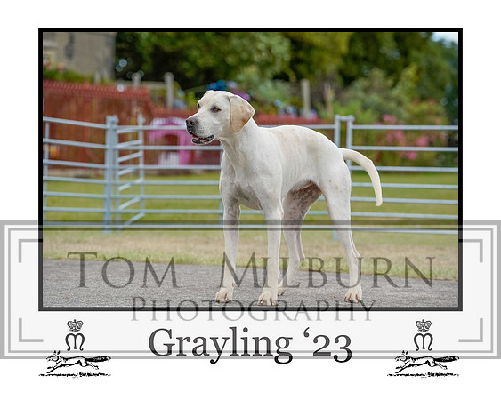 Grayling