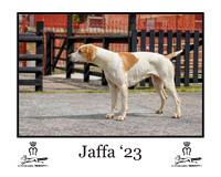 Jaffa