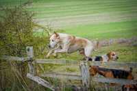 Evening Hound Exercise