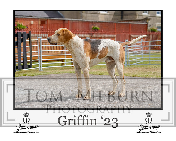 Griffin