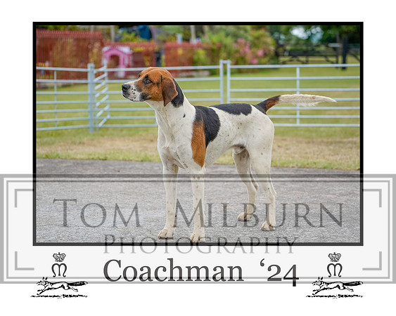 Coachman