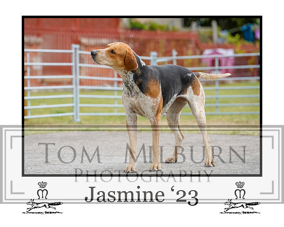 Jasmine
