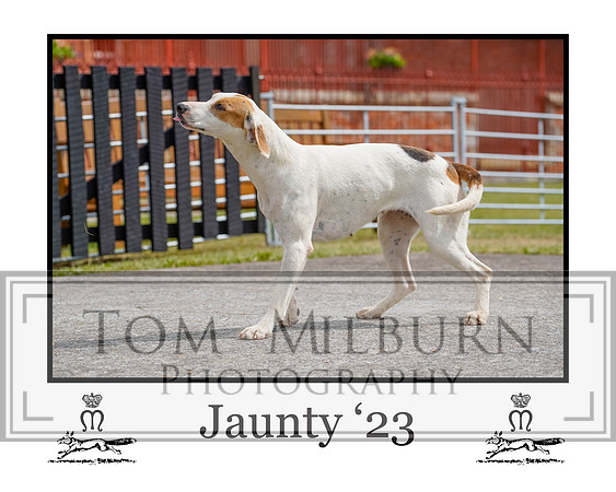 Jaunty