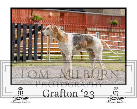 Grafton